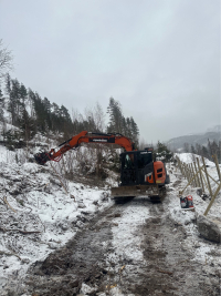 Viltgjerde Hallingdal - Bilde 1