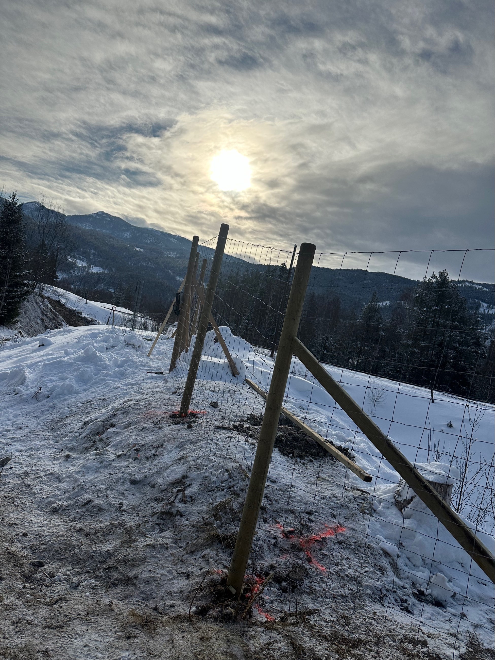 Viltgjerde Hallingdal